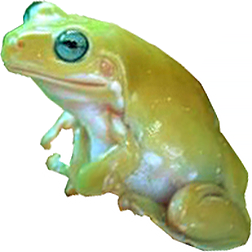 Blue-Eyed Yellow